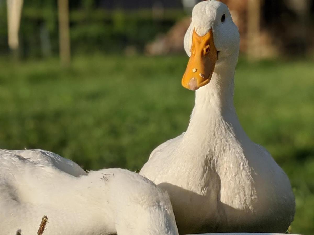 Helenes Ferienwohnung Auf Dem Bauernhof - Lausitzer Seenland Lauta Exterior foto