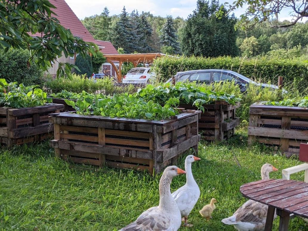 Helenes Ferienwohnung Auf Dem Bauernhof - Lausitzer Seenland Lauta Exterior foto
