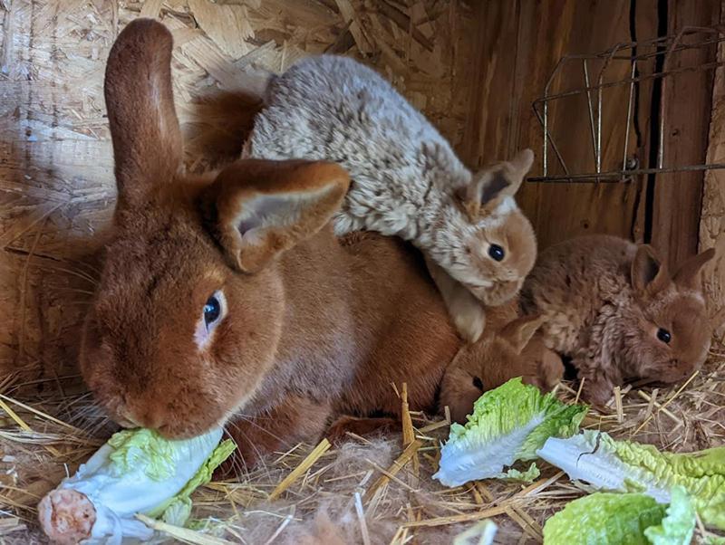 Helenes Ferienwohnung Auf Dem Bauernhof - Lausitzer Seenland Lauta Exterior foto