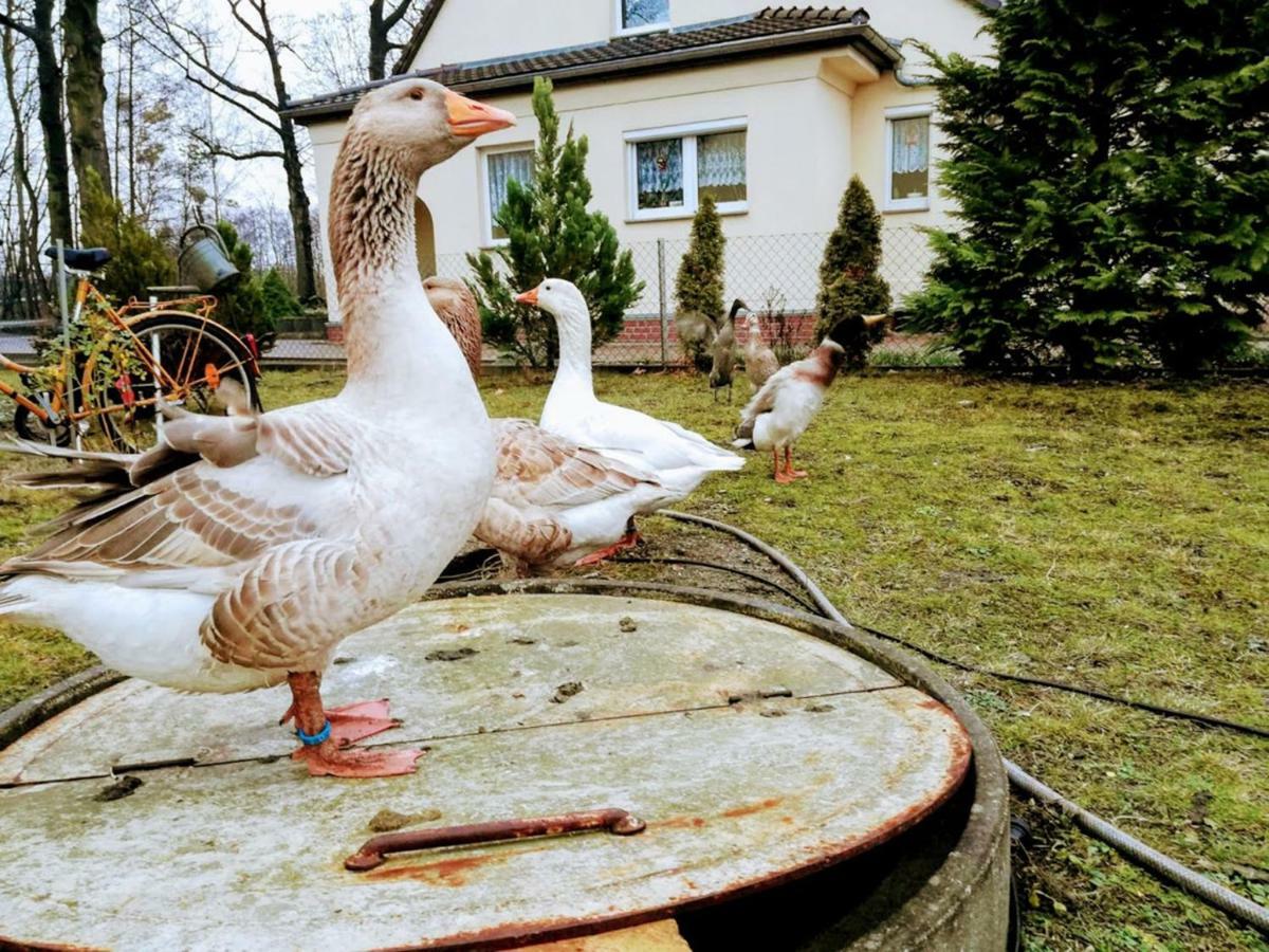 Helenes Ferienwohnung Auf Dem Bauernhof - Lausitzer Seenland Lauta Exterior foto